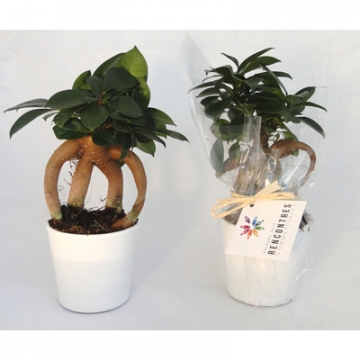 Le Ficus Ginseng  grand format