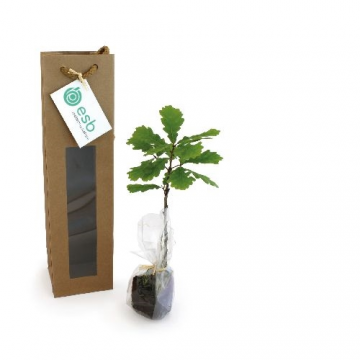 Plant d'arbre en sac kraft...